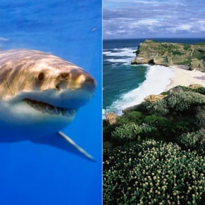 Al encuentro del gran tiburón blanco en Sudáfrica