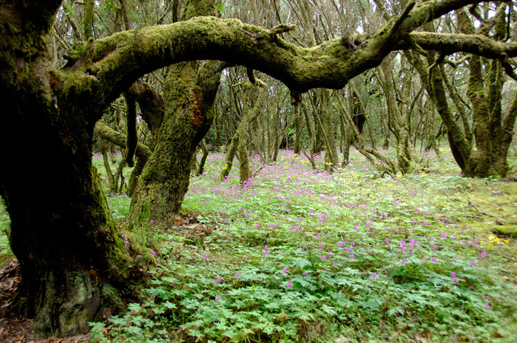 Gomera-heart-of-the-sea