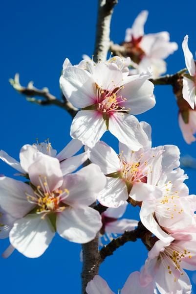 almendros-flor-teruel