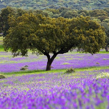 Ocho escenarios naturales de España donde brilla la recién estrenada primavera