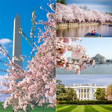 Descubriendo Washington D.C en primavera, los imprescindibles en la capital de Estados Unidos