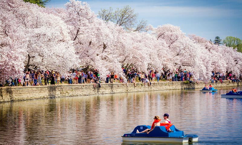 Descubriendo Washington D.C en primavera, los imprescindibles en la capital de Estados Unidos