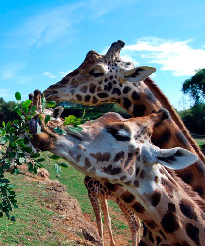 Jirafas-del-Parque-de-la-Naturaleza-de-Cabarceno