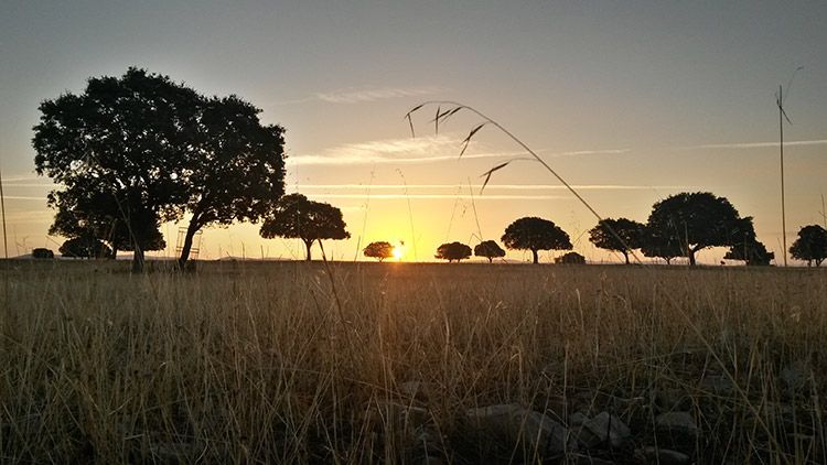 Amanecer-en-la-Rana-de-Cabaneros