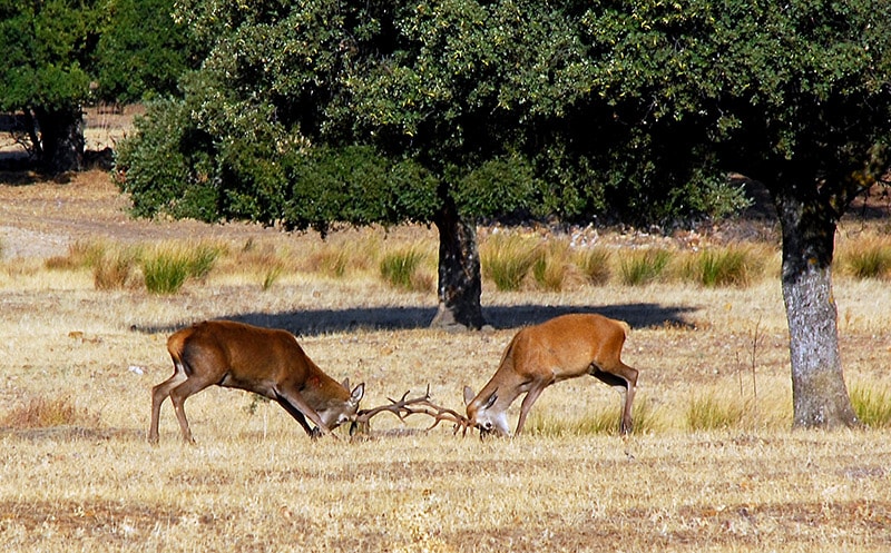 lucha-de-ciervos-parque-nacional-de-cabaneros