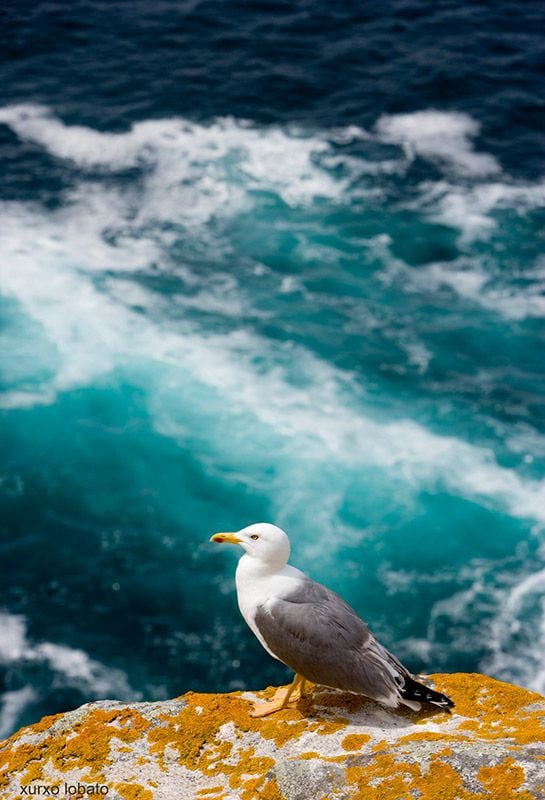 islas-cies-fauna