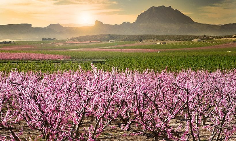 Melocotoneros en flor en valle de Cieza, Murcia