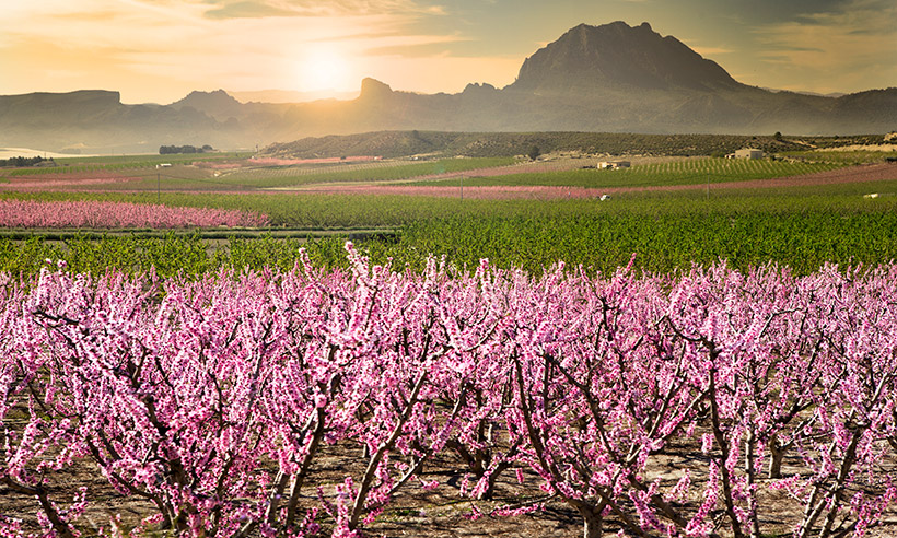 La floración de los frutales de Cieza (o cómo ver Murcia de color de rosa)