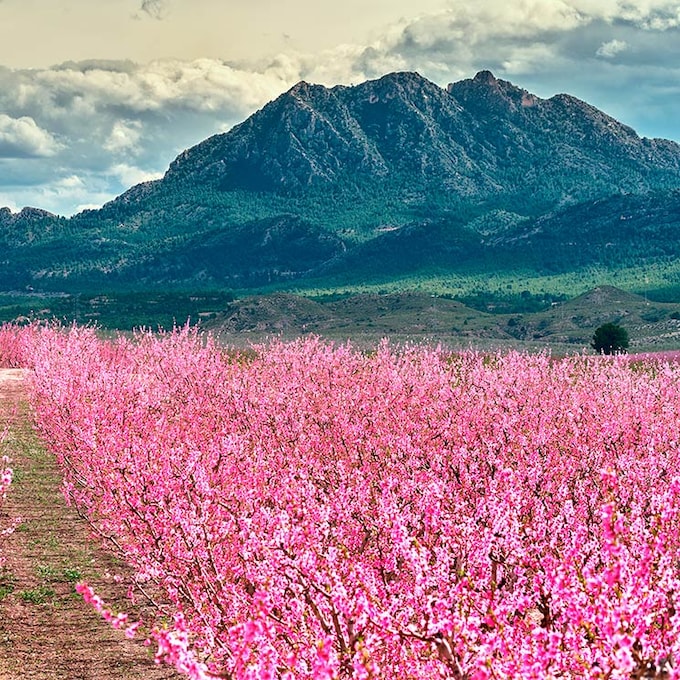 La floración de los frutales de Cieza (o cómo ver Murcia de color de rosa)