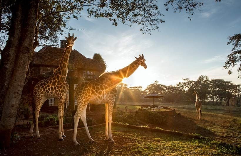 Giraffe-Manor-2