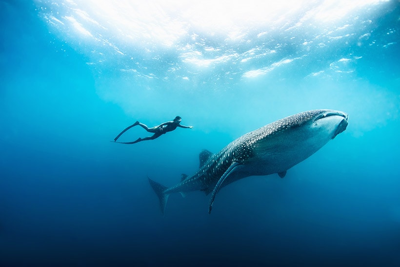 Free_diving_with_whale_shark_a