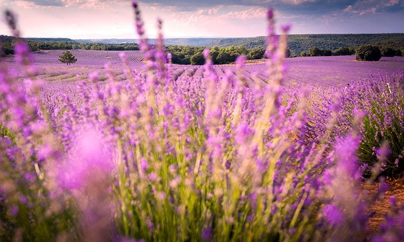 No es la Provenza, son los campos de lavanda de Brihuega