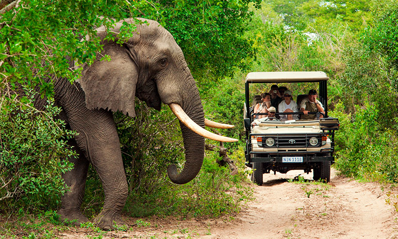 Cinco destinos para disfrutar de un auténtico safari en Sudáfrica 