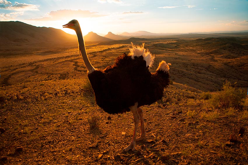 Sudafrica-safaris-avestruces