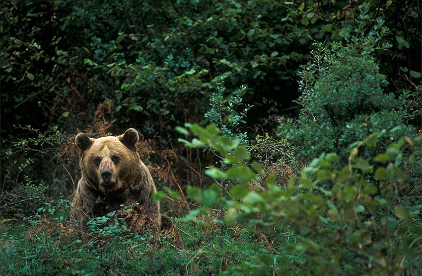 OSO-CANTABRICO-Ursus-arctos