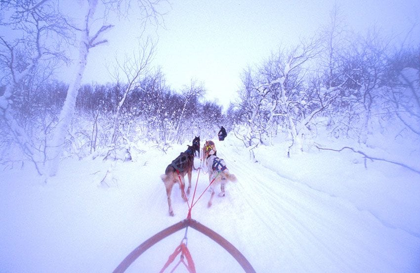 paseo-trineos-noruega-perros