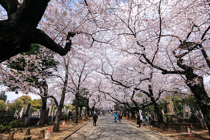 tokio Yanaka