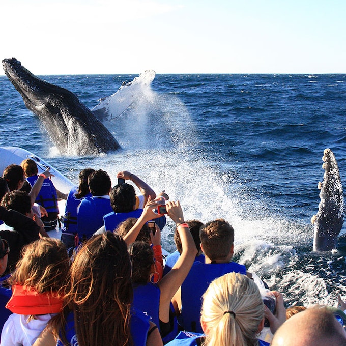 ¡Ballena a la vista!, diez lugares magníficos para ver cetáceos 