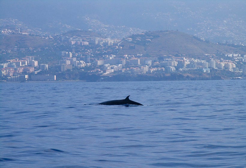 Cetaceos-Madeira-Dolphins_a