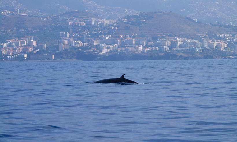 Cetaceos-Madeira-Dolphins_t