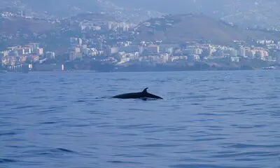 ¡Ballena a la vista!, diez lugares magníficos para ver cetáceos