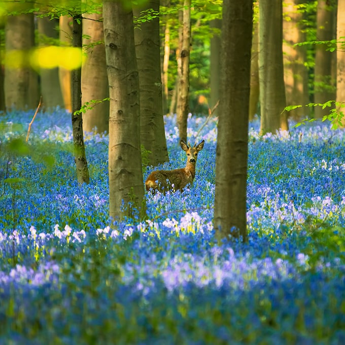Un bosque azul de cuento de hadas para esta primavera