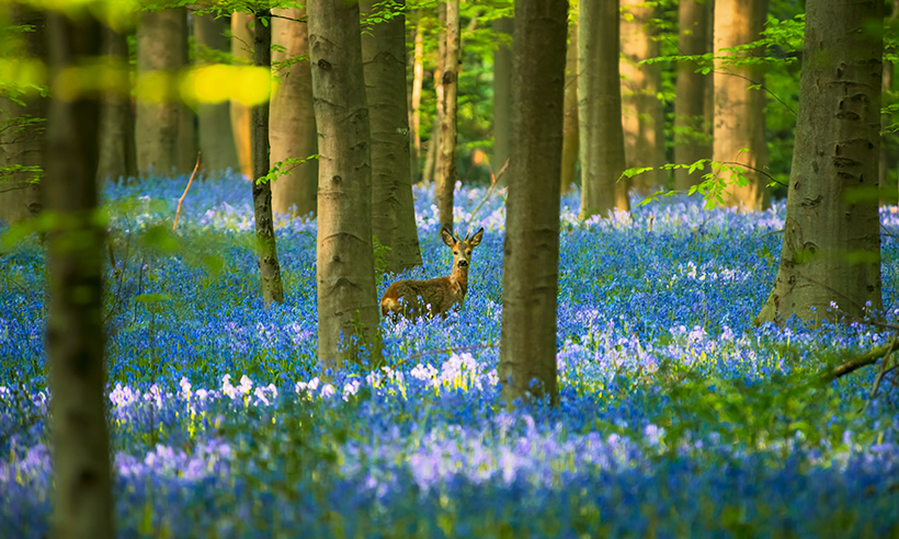 Un bosque azul de cuento de hadas para esta primavera