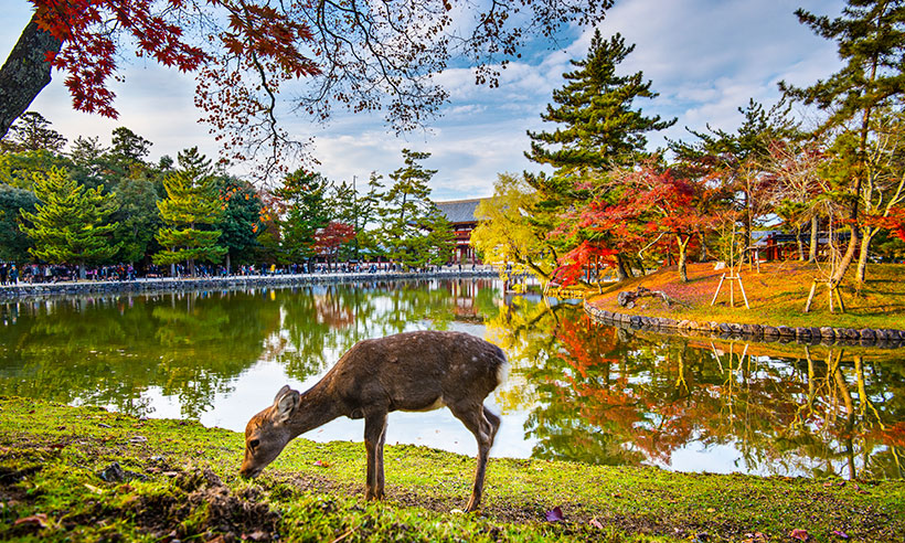 Los diez lugares que no te puedes perder en tu primer viaje a Japón