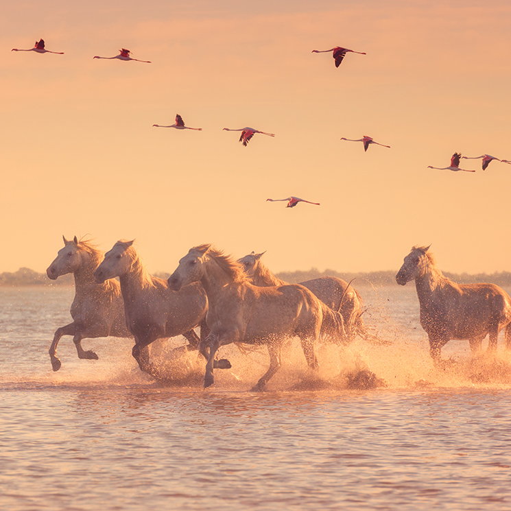 Invasión de flamencos, los mejores lugares para ver al animal de moda