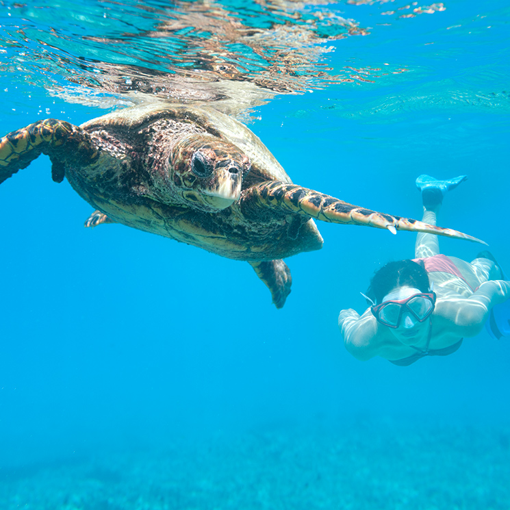 Nadar entre tortugas gigantes y otras experiencias insólitas en Seychelles
