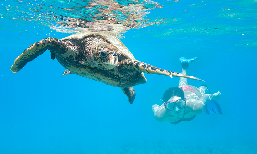 Nadar con tortugas y otras experiencias en Seychelles