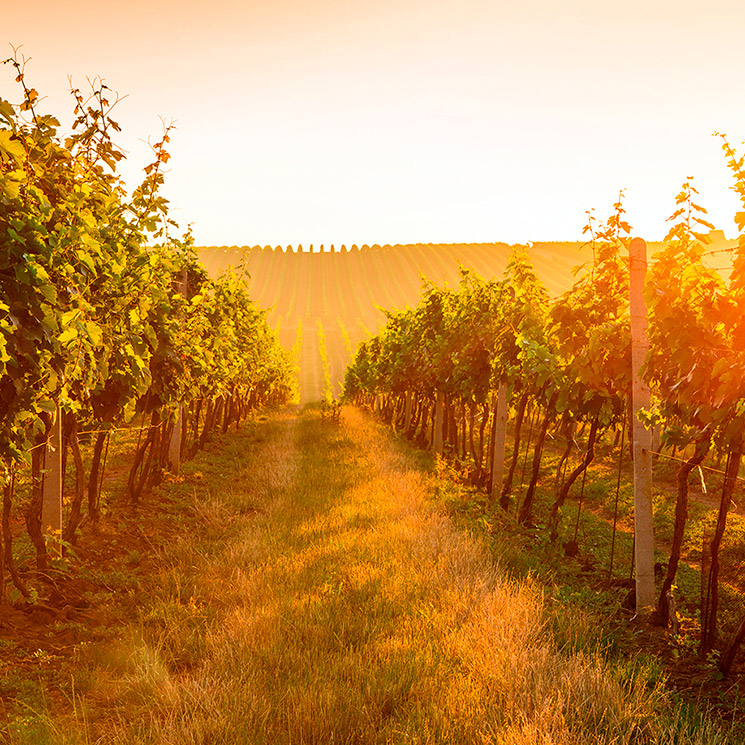 Otoño en La Rioja, ideas para empaparte de vino 