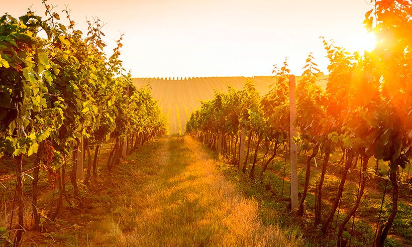 Otoño en La Rioja, ideas para empaparte de vino