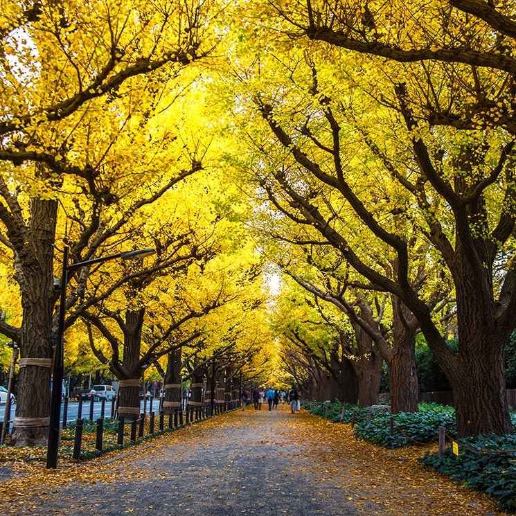 ¡Y llegó el otoño! Los mejores lugares de Japón para disfrutar de la explosión de color 