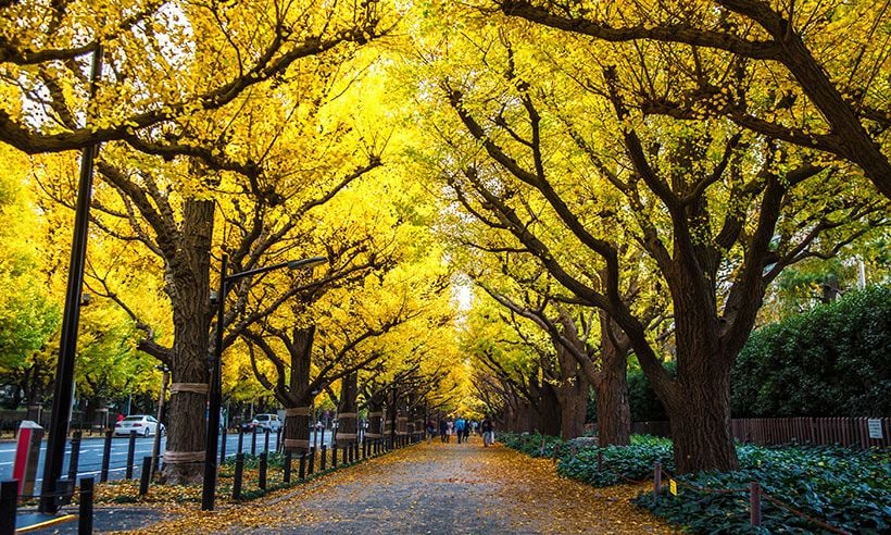 ¡Y llegó el otoño! Los mejores lugares de Japón para disfrutar de la explosión de color