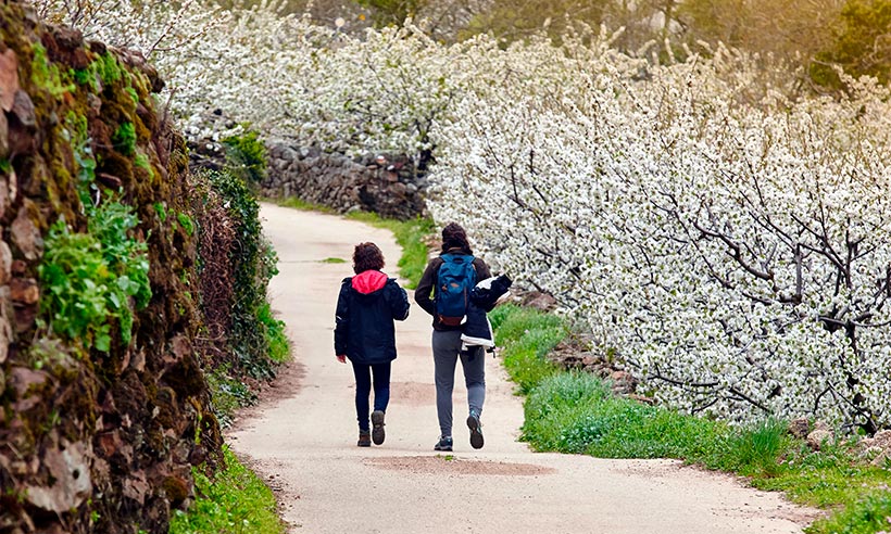 Guía práctica para disfrutar al máximo de la floración del Valle del Jerte