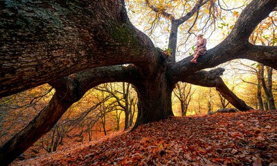 España en 14 bosques perfectos para el otoño