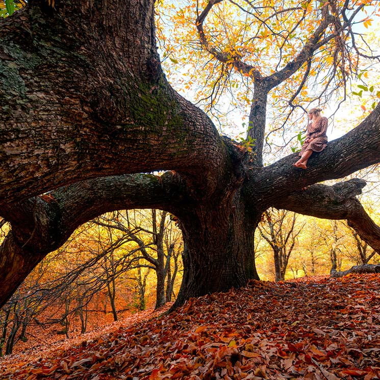 España en 14 bosques perfectos para el otoño