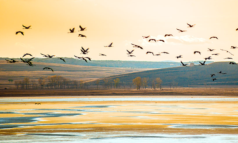 Bienvenidas grullas, comienza el espectáculo en la laguna de Gallocanta