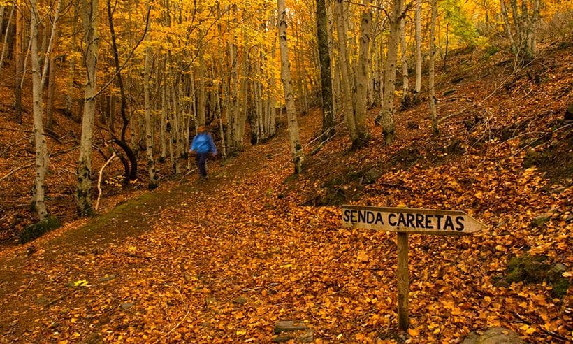 Al hayedo de Tejera Negra le sienta bien el otoño