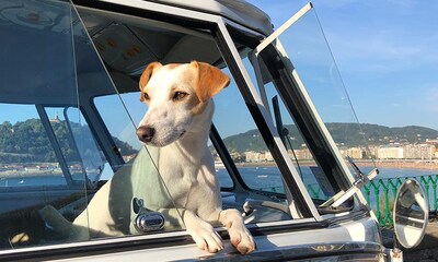 Pipper, el perro 'influencer', nos recomienda 12 destinos ‘dog friendly’ para 2020