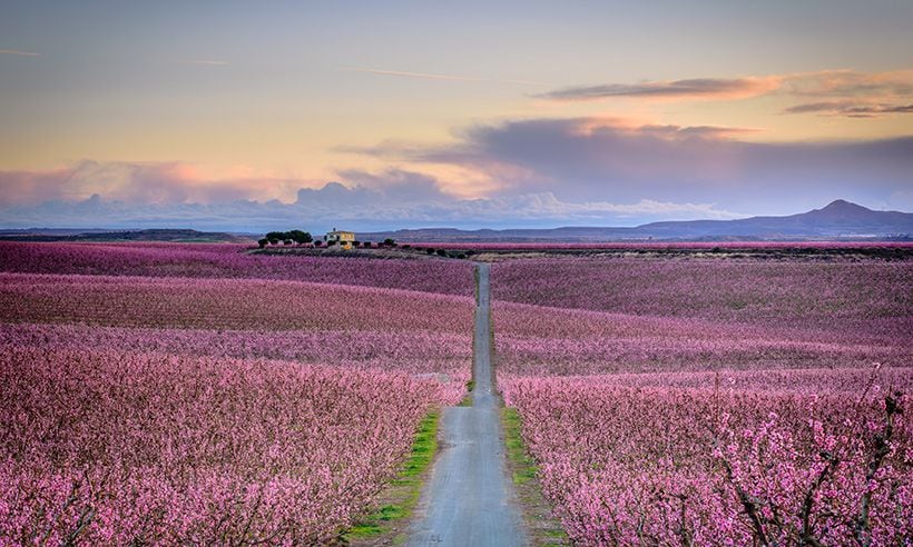 El mar de color rosa de Aitona, el mejor anuncio de la primavera