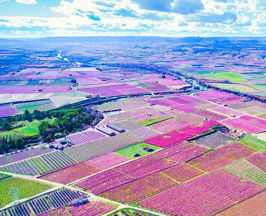 El mar de color rosa de Aitona, el mejor anuncio de la primavera