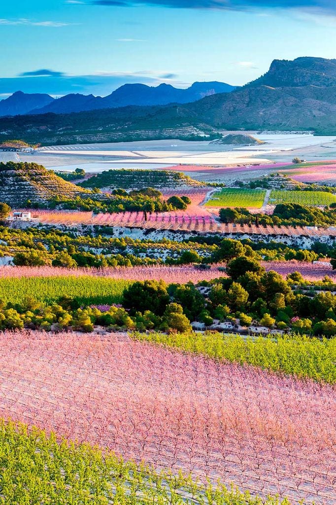 Paisajes De Primavera Con Millones De Flores Para Ver Desde La Ventana Foto 1