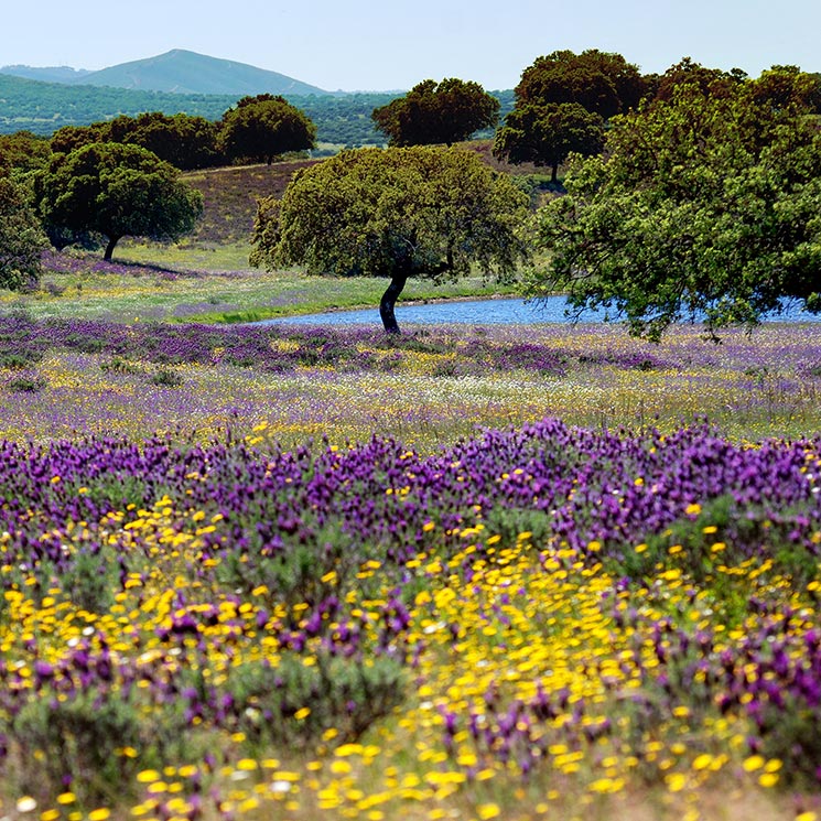 Paisajes de primavera con millones de flores para ver desde la ventana -  Foto 1