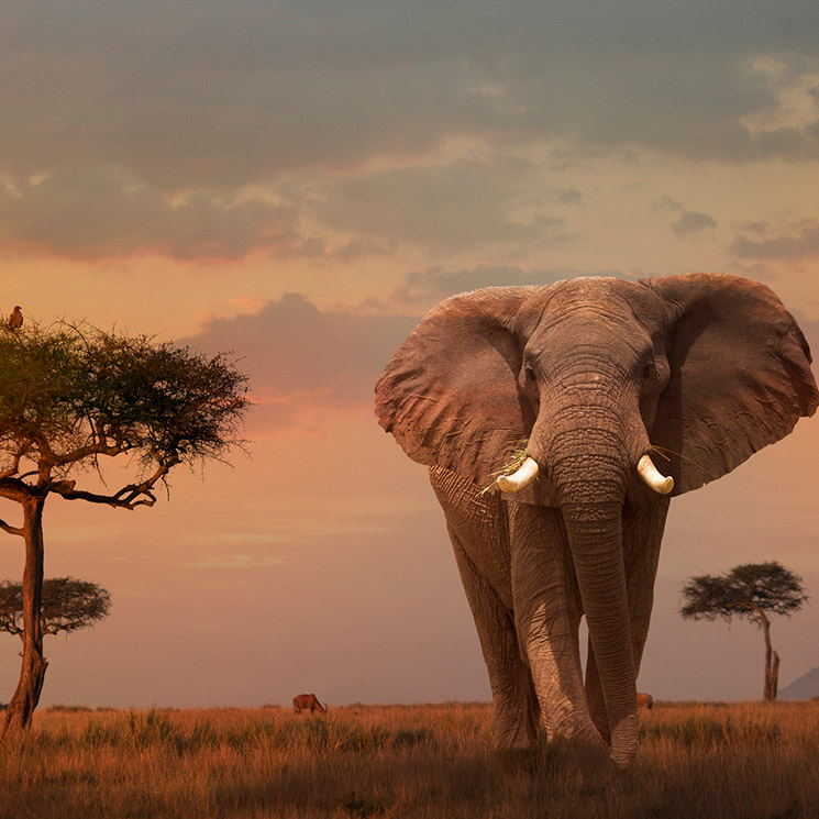 Masai Mara, una ventana a la naturaleza más salvaje