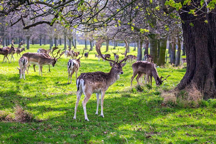 Phoenix Park, el parque urbano más grande de Europa, ideal para mantener la distancia - Foto 1