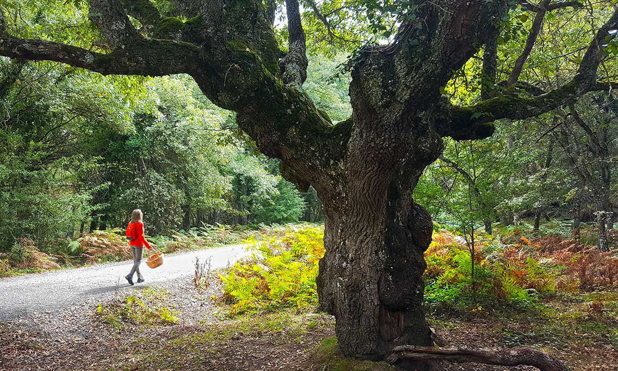 Cinco bosques a rebosar de setas, déjate guiar