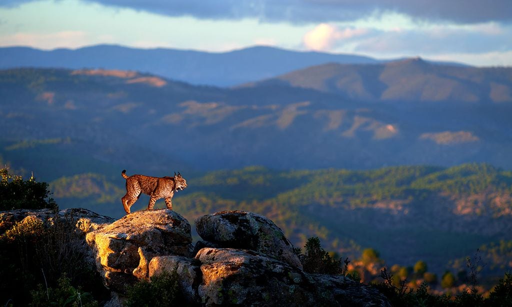 Los mejores lugares de España para avistar fauna ibérica