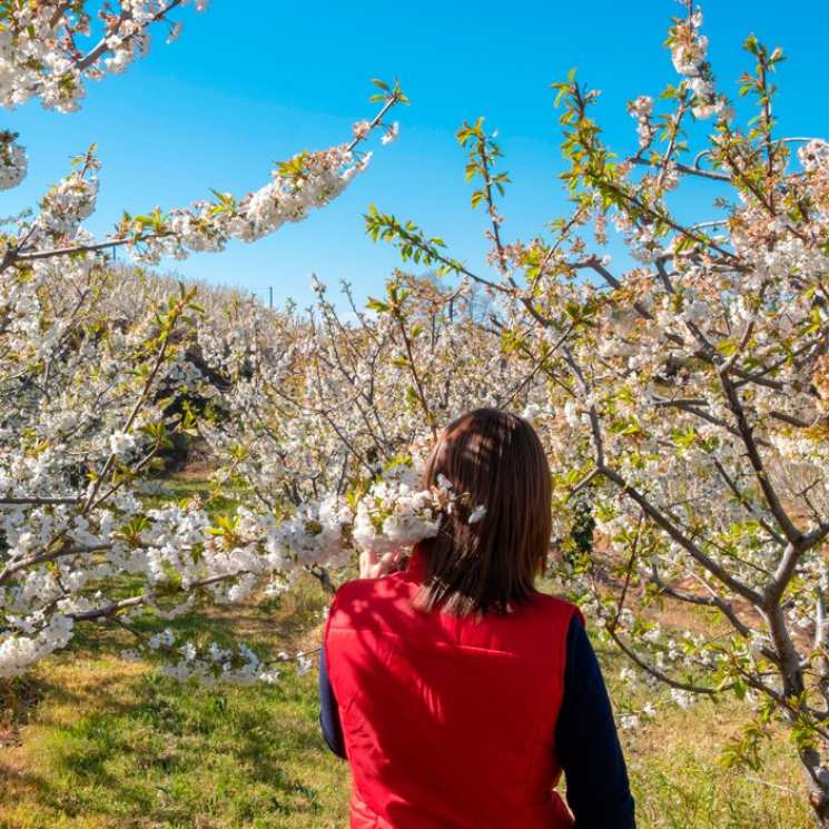 Fundão, el Jerte portugués que estalla en flor en primavera